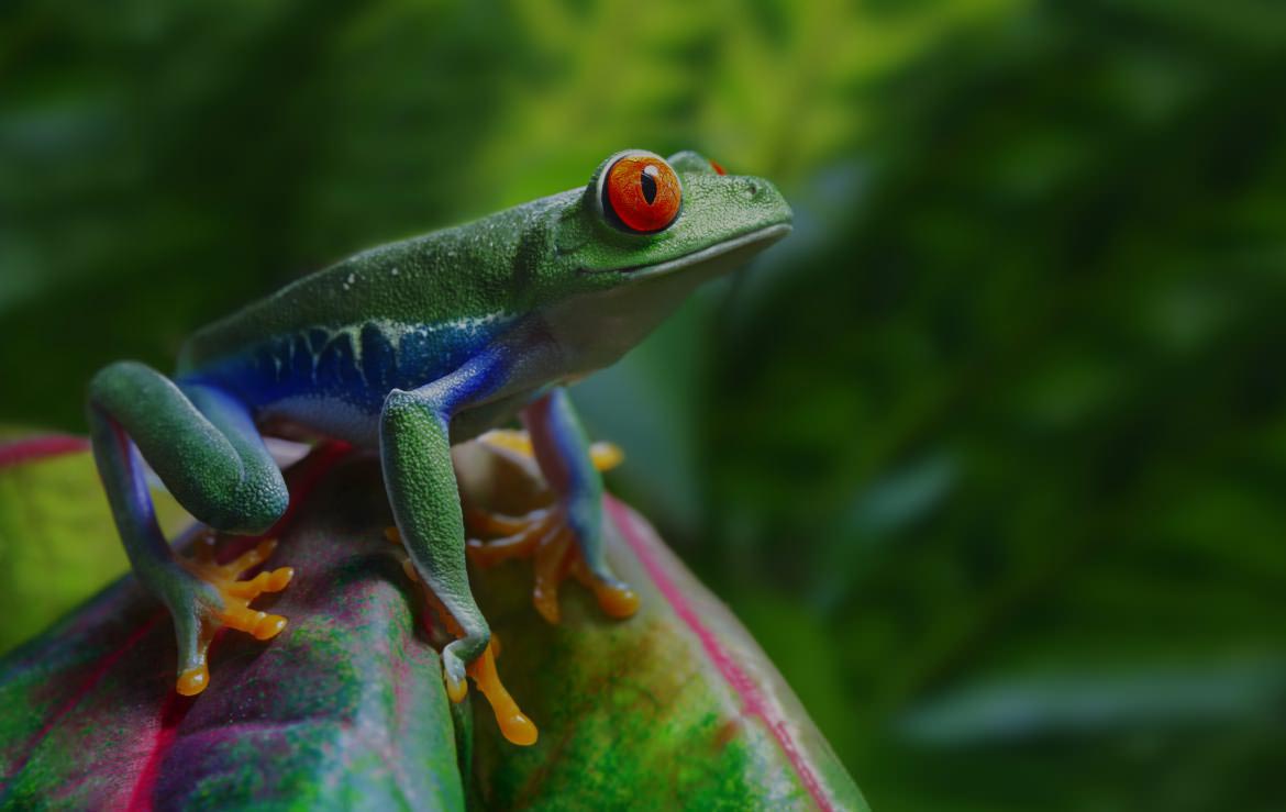 portfolio-featured-wildlife-compressor